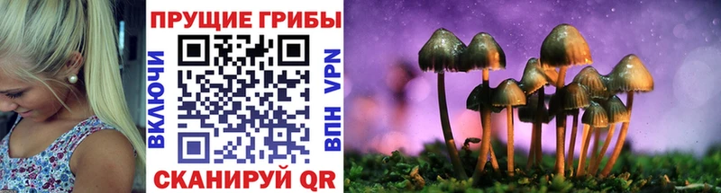 Псилоцибиновые грибы Psilocybine cubensis  где купить   Кораблино 